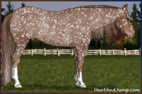 Horse Color:Chestnut Appaloosa Rabicano