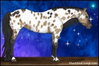Horse Color:Brown Dun Near Leopard Brindle