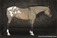 Horse Color:Brown Dun Appaloosa Brindle