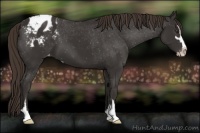 Horse Color:Liver Chestnut Sabino Varnish 