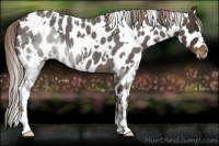 Horse Color:White Spotted Liver Red Roan Appaloosa 