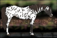 Horse Color:Liver Chestnut Sabino Near Leopard 