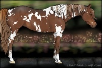 Horse Color:White Spotted Liver Chestnut Sabino 