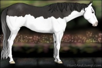 Horse Color:Liver Chestnut Splash 