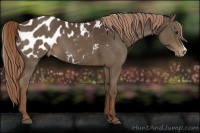 Horse Color:Liver Chestnut Appaloosa