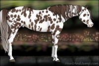 Horse Color:White Spotted Liver Chestnut Splash Appaloosa 