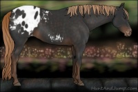 Horse Color:Liver Chestnut Appaloosa Rabicano 