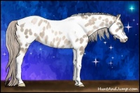 Horse Color:Chocolate Palomino Pearl Tobiano Appaloosa 