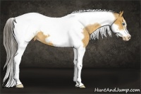 Horse Color:Buckskin Tobiano Frame Appaloosa