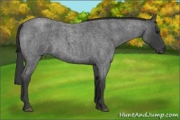 Horse Color:Smoky Blue Roan 