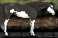 Horse Color:Liver Chestnut Splash Frame 
