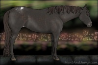 Horse Color:Liver Chestnut Appaloosa 