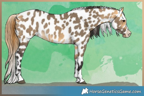 Horse Color:Buckskin Dun Appaloosa 