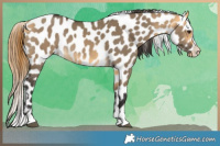 Horse Color:Buckskin Dun Appaloosa
