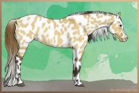 Horse Color:Buckskin Dun Appaloosa