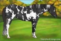 Horse Color:White Spotted Liver Chestnut 