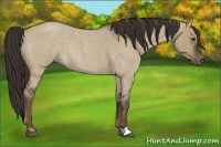 Horse Color:Liver Red Dun Roan Rabicano