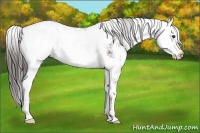 Horse Color:Liver Chestnut Sabino