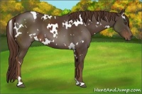 Horse Color:White Spotted Liver Chestnut 