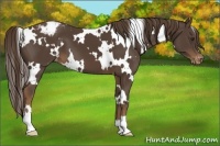Horse Color:White Spotted Liver Chestnut Appaloosa 