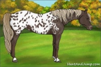 Horse Color:Liver Chestnut Appaloosa 