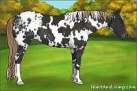 Horse Color:White Spotted Liver Chestnut Appaloosa 