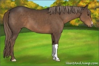 Horse Color:Liver Chestnut 