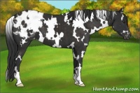Horse Color:White Spotted Liver Chestnut Appaloosa 