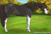 Horse Color:Liver Chestnut Sabino 