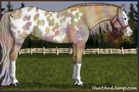 Horse Color:Nacre Chocolate Palomino Dun Splash Appaloosa 