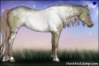 Horse Color:White Spotted Chocolate Palomino Dun Rabicano