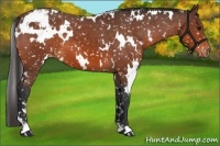 Horse Color:White Spotted Bay Appaloosa 