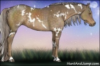 Horse Color:White Spotted Chocolate Palomino