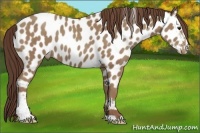 Horse Color:Classic Champagne Sabino Appaloosa 