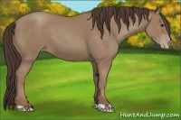 Horse Color:Classic Champagne 