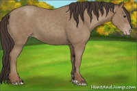 Horse Color:Classic Champagne 