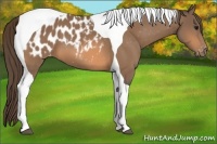 Horse Color:Buckskin Tobiano Appaloosa 