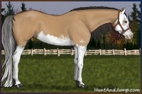 Horse Color:Bay Dun Splash 