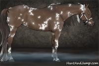 Horse Color:White Spotted Liver Chestnut 