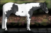 Horse Color:Black Tobiano Frame 