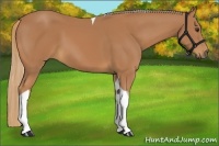 Horse Color:Chestnut Tobiano
