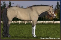 Horse Color:Brown Dun Appaloosa 