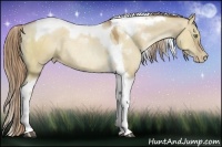 Horse Color:Liver Red Dun Pearl Sabino Tobiano Rabicano
