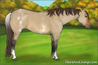 Horse Color:White Spotted Bay Dun Varnish Rabicano 