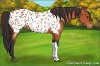 Horse Color:Bay Appaloosa 
