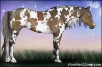 Horse Color:White Spotted Liver Chestnut