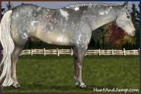 Horse Color:White Spotted Liver Chestnut Rabicano