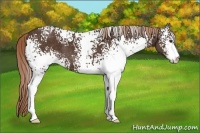 Horse Color:White Spotted Liver Chestnut Sabino Appaloosa 