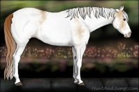 Horse Color:White Spotted Red Dun 