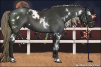 Horse Color:White Spotted Liver Chestnut